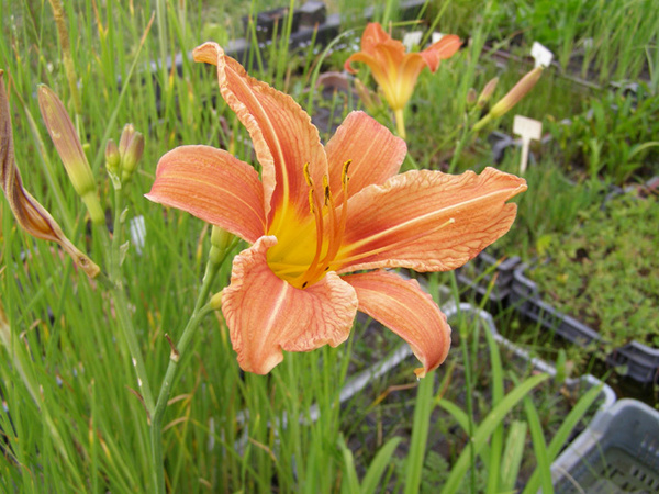 hemerocallis_600