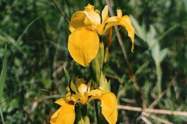 Iris pseudacorus - Mocsári nőszirom