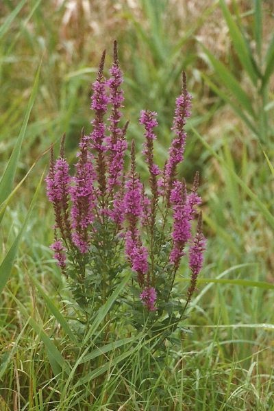 Lythrum salicaria (rti fzny)