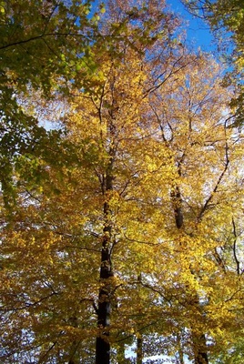 Gyönyörűek az őszi színek, de a lombhullás kertgondozási feladatot is jelent