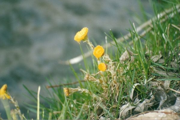 Tussilago farfara - Martilapu