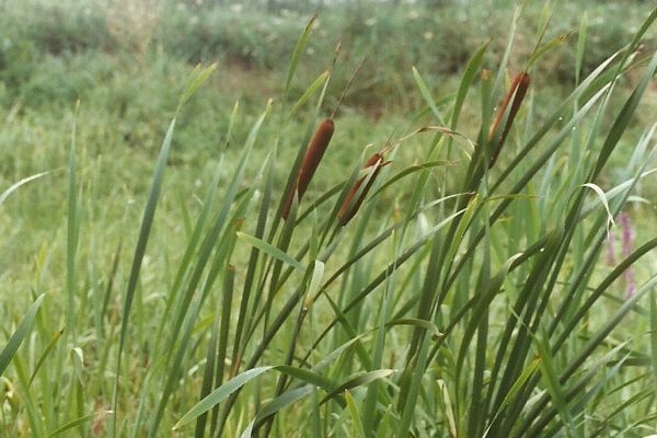 Szleslevel gykny (Typha latifolia)