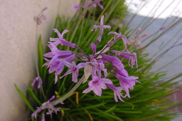 Tulbaghia violacea